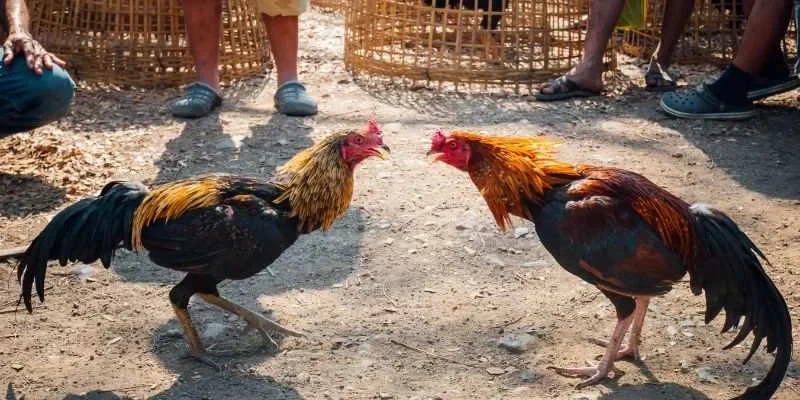 Vài lưu ý quan trọng cho sư kê ở đá gà C1