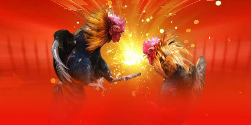 đá gà cựa dao